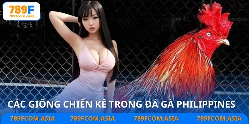 Giống gà nổi bật tại đá gà Philippines