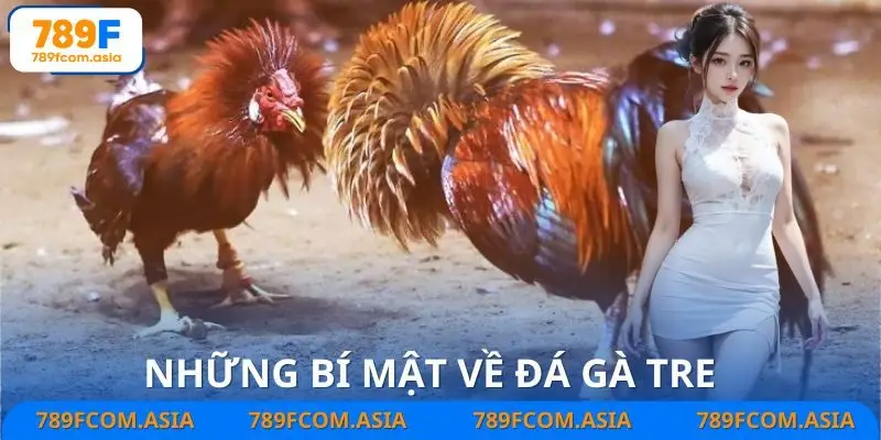 Mẹo chơi đá gà tre được cao thủ chia sẻ